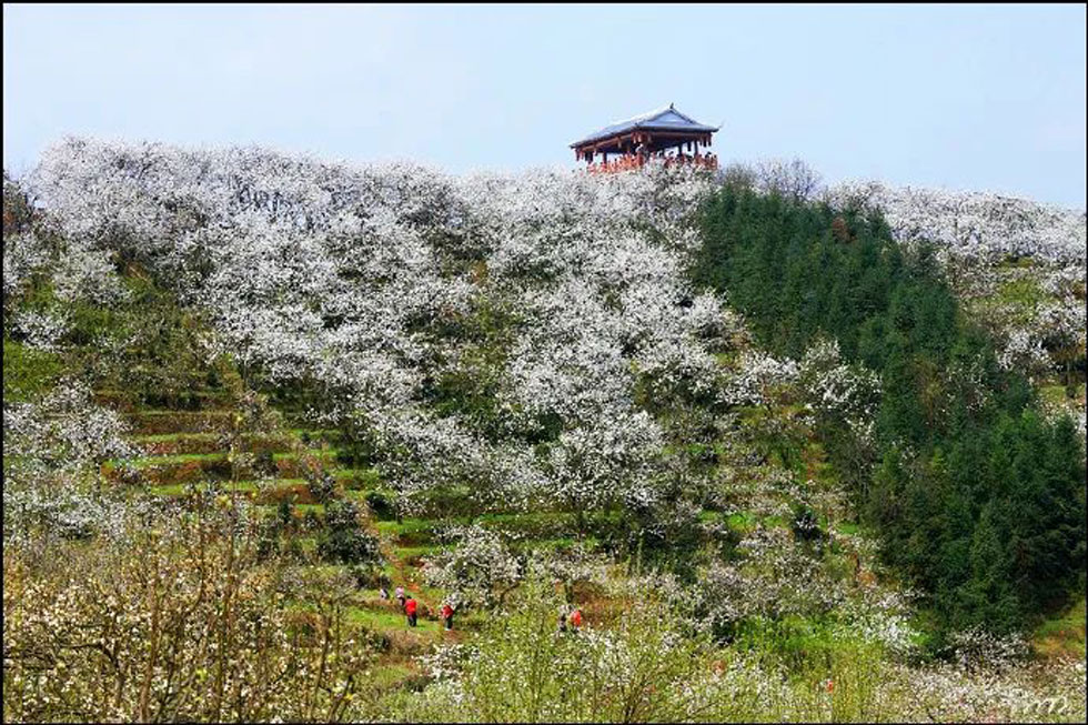 【春天,广西桂林灌阳县向您发出邀请!】我们在灌阳看梨花 - 游山玩水 - 铜陵生活社区 - 铜陵28生活网 tongling.28life.com