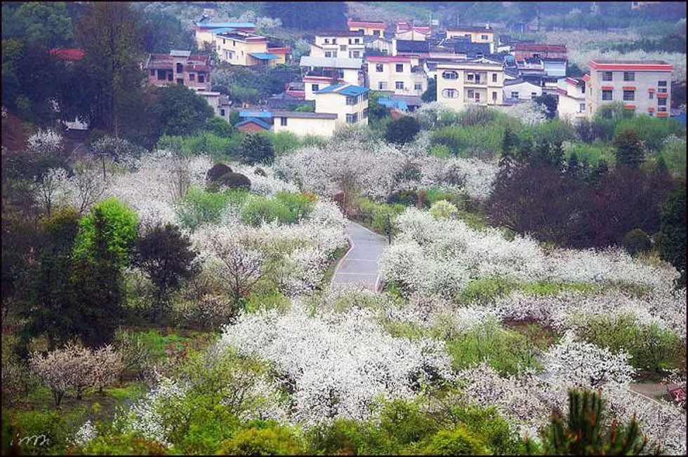 【春天,广西桂林灌阳县向您发出邀请!】我们在灌阳看梨花 - 游山玩水 - 铜陵生活社区 - 铜陵28生活网 tongling.28life.com