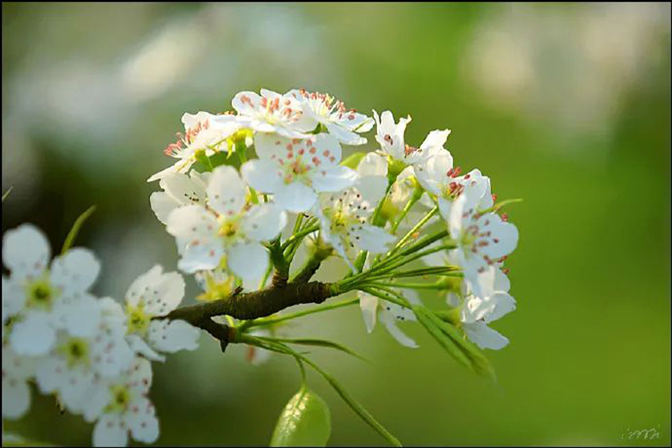 【春天,广西桂林灌阳县向您发出邀请!】我们在灌阳看梨花 - 游山玩水 - 铜陵生活社区 - 铜陵28生活网 tongling.28life.com