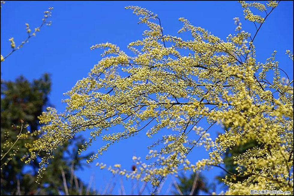 【春天，广西桂林灌阳县向您发出邀请！】米珠山前有片山苍子花在飘香 - 游山玩水 - 铜陵生活社区 - 铜陵28生活网 tongling.28life.com