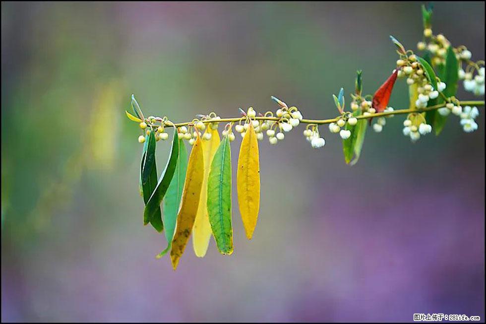 【春天，广西桂林灌阳县向您发出邀请！】米珠山前有片山苍子花在飘香 - 游山玩水 - 铜陵生活社区 - 铜陵28生活网 tongling.28life.com