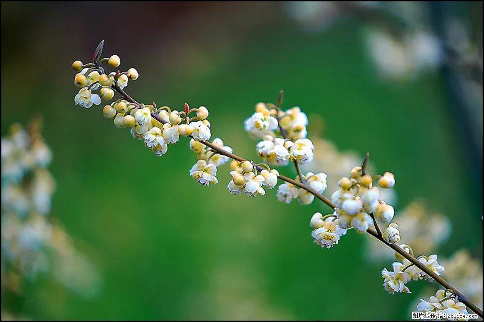 【春天，广西桂林灌阳县向您发出邀请！】米珠山前有片山苍子花在飘香 - 游山玩水 - 铜陵生活社区 - 铜陵28生活网 tongling.28life.com