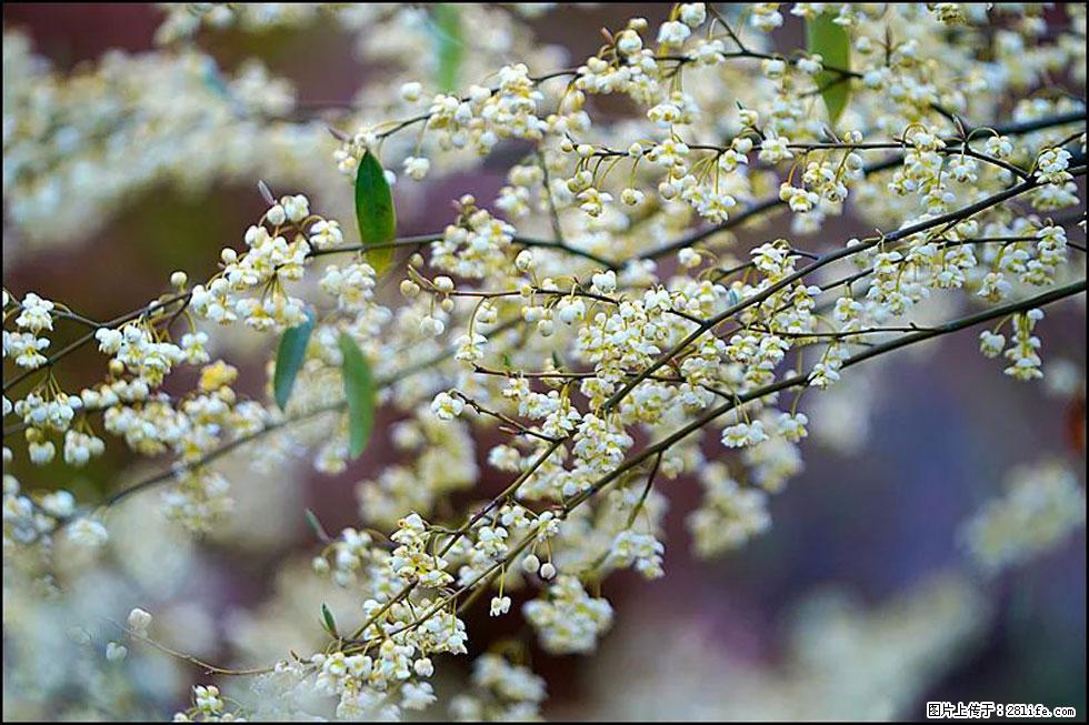 【春天，广西桂林灌阳县向您发出邀请！】米珠山前有片山苍子花在飘香 - 游山玩水 - 铜陵生活社区 - 铜陵28生活网 tongling.28life.com