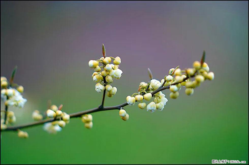 【春天，广西桂林灌阳县向您发出邀请！】米珠山前有片山苍子花在飘香 - 游山玩水 - 铜陵生活社区 - 铜陵28生活网 tongling.28life.com