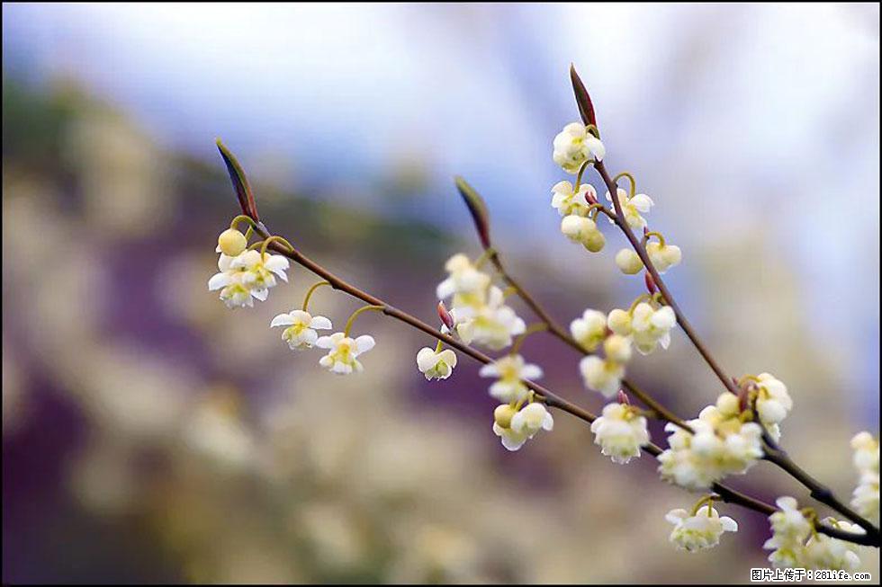 【春天，广西桂林灌阳县向您发出邀请！】米珠山前有片山苍子花在飘香 - 游山玩水 - 铜陵生活社区 - 铜陵28生活网 tongling.28life.com