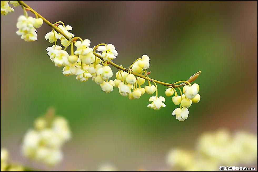 【春天，广西桂林灌阳县向您发出邀请！】米珠山前有片山苍子花在飘香 - 游山玩水 - 铜陵生活社区 - 铜陵28生活网 tongling.28life.com