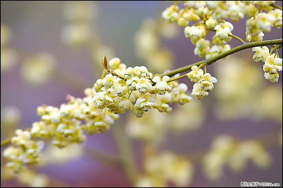 【春天，广西桂林灌阳县向您发出邀请！】米珠山前有片山苍子花在飘香 - 游山玩水 - 铜陵生活社区 - 铜陵28生活网 tongling.28life.com