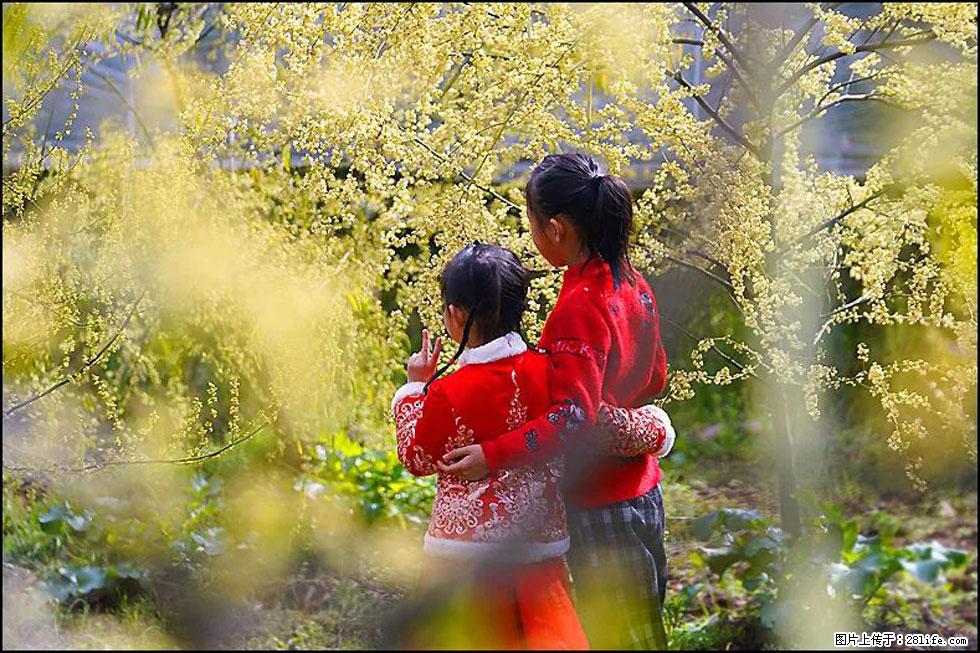 【春天，广西桂林灌阳县向您发出邀请！】米珠山前有片山苍子花在飘香 - 游山玩水 - 铜陵生活社区 - 铜陵28生活网 tongling.28life.com