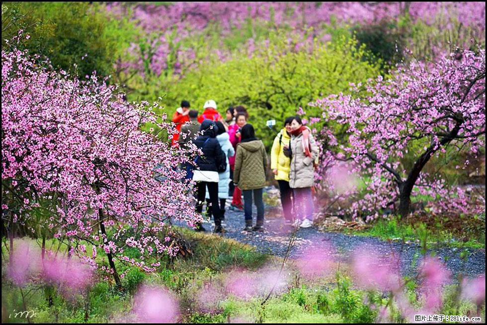 【春天,广西桂林灌阳县向您发出邀请!】官庄村有个醉美的桃花园 - 游山玩水 - 铜陵生活社区 - 铜陵28生活网 tongling.28life.com