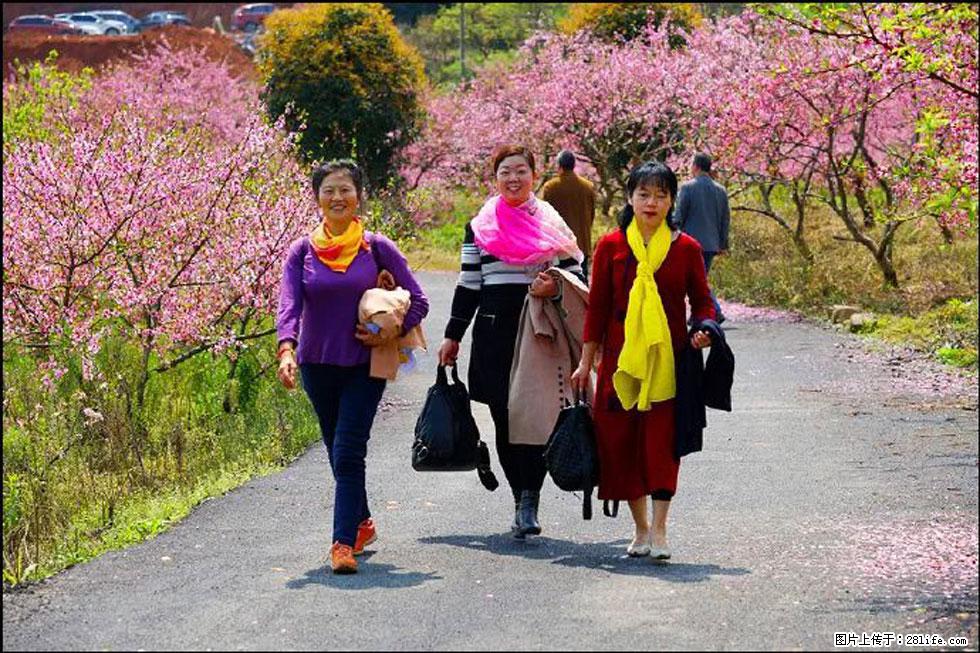 【春天,广西桂林灌阳县向您发出邀请!】官庄村有个醉美的桃花园 - 游山玩水 - 铜陵生活社区 - 铜陵28生活网 tongling.28life.com