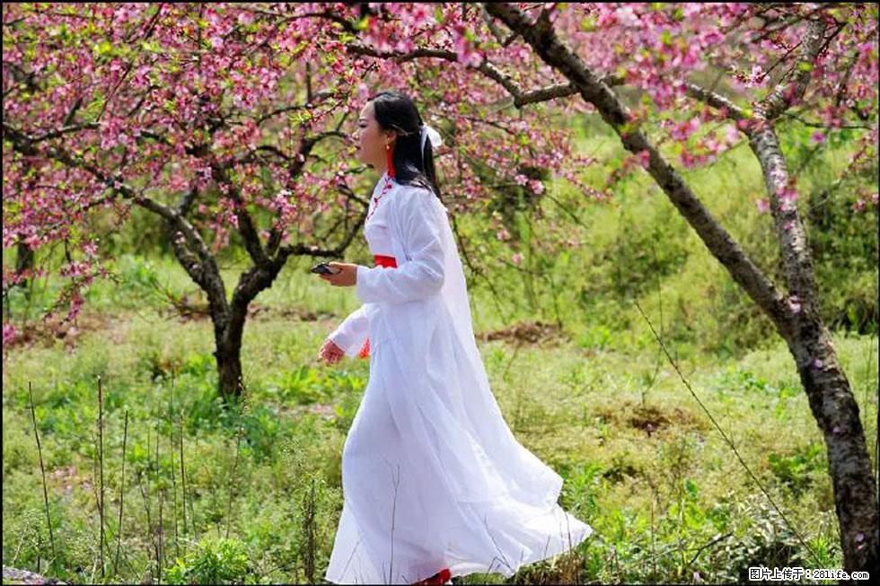 【春天,广西桂林灌阳县向您发出邀请!】官庄村有个醉美的桃花园 - 游山玩水 - 铜陵生活社区 - 铜陵28生活网 tongling.28life.com