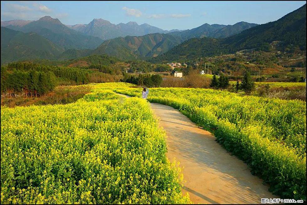 【春天,广西桂林灌阳县向您发出邀请!】长坪村油菜盛情花开 - 游山玩水 - 铜陵生活社区 - 铜陵28生活网 tongling.28life.com