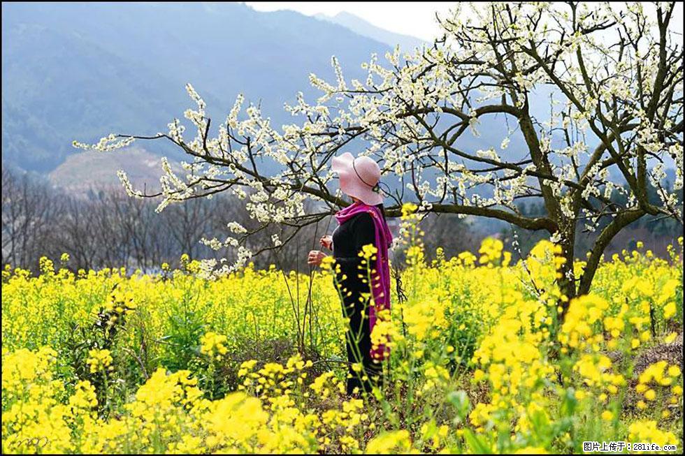 【春天,广西桂林灌阳县向您发出邀请!】长坪村油菜盛情花开 - 游山玩水 - 铜陵生活社区 - 铜陵28生活网 tongling.28life.com