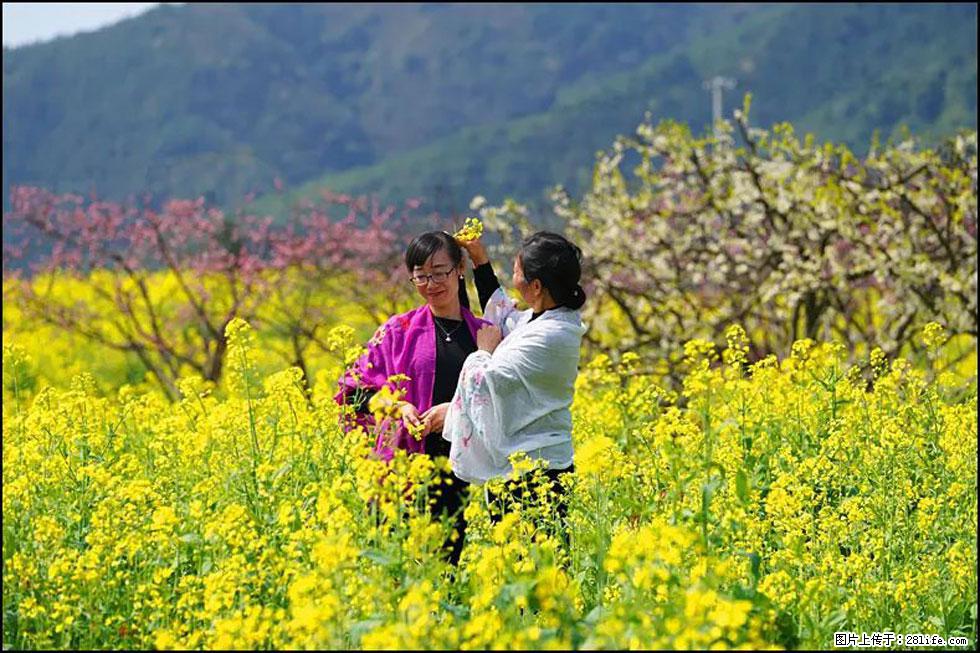 【春天,广西桂林灌阳县向您发出邀请!】长坪村油菜盛情花开 - 游山玩水 - 铜陵生活社区 - 铜陵28生活网 tongling.28life.com