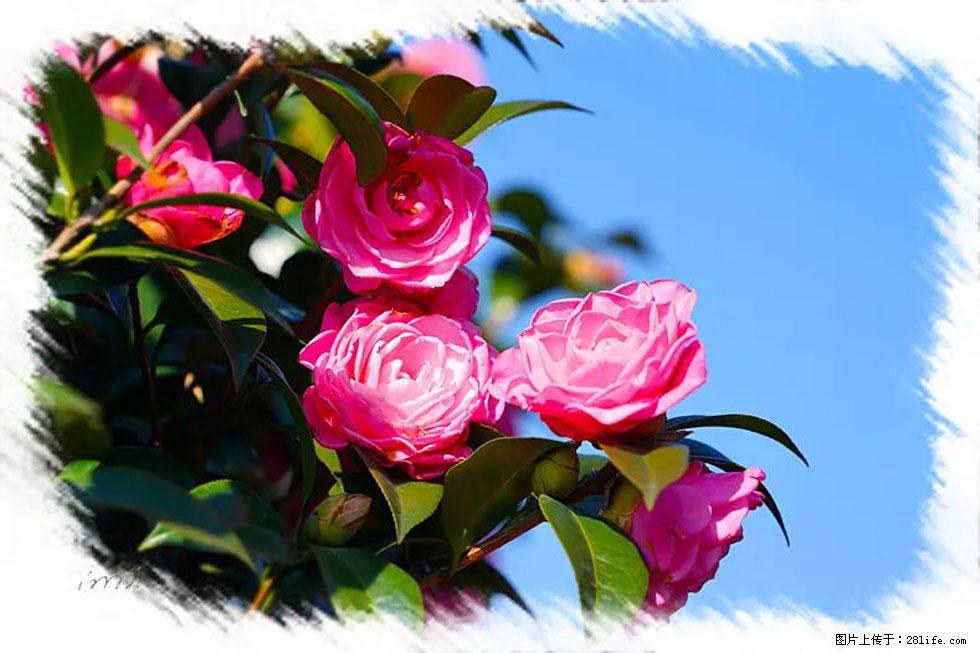 【春天,广西桂林灌阳县向您发出邀请!】杨柳井茶花惹人爱 - 游山玩水 - 铜陵生活社区 - 铜陵28生活网 tongling.28life.com
