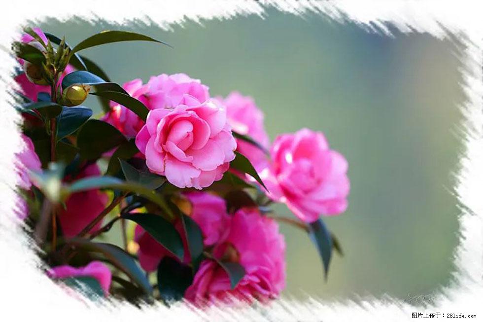 【春天,广西桂林灌阳县向您发出邀请!】杨柳井茶花惹人爱 - 游山玩水 - 铜陵生活社区 - 铜陵28生活网 tongling.28life.com