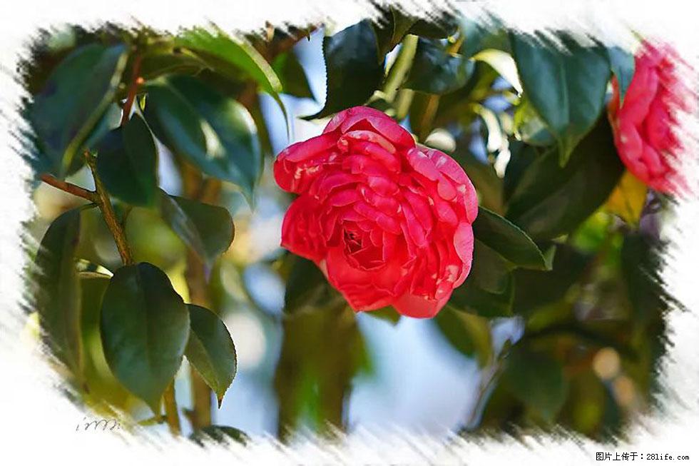 【春天,广西桂林灌阳县向您发出邀请!】杨柳井茶花惹人爱 - 游山玩水 - 铜陵生活社区 - 铜陵28生活网 tongling.28life.com