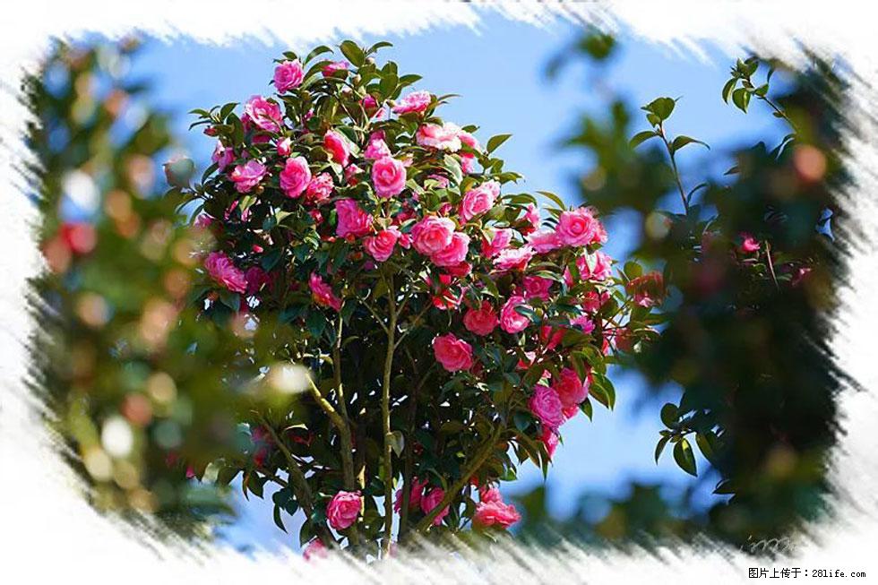 【春天,广西桂林灌阳县向您发出邀请!】杨柳井茶花惹人爱 - 游山玩水 - 铜陵生活社区 - 铜陵28生活网 tongling.28life.com