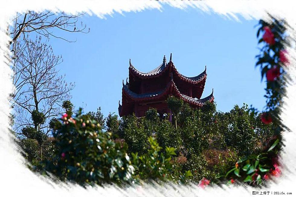 【春天,广西桂林灌阳县向您发出邀请!】杨柳井茶花惹人爱 - 游山玩水 - 铜陵生活社区 - 铜陵28生活网 tongling.28life.com