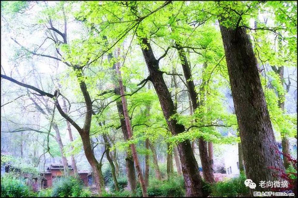 【春天,广西桂林灌阳县向您发出邀请!】在小龙村与春天约会 - 游山玩水 - 铜陵生活社区 - 铜陵28生活网 tongling.28life.com