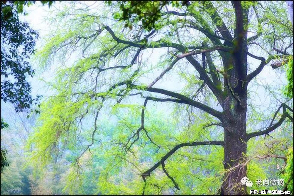 【春天,广西桂林灌阳县向您发出邀请!】在小龙村与春天约会 - 游山玩水 - 铜陵生活社区 - 铜陵28生活网 tongling.28life.com