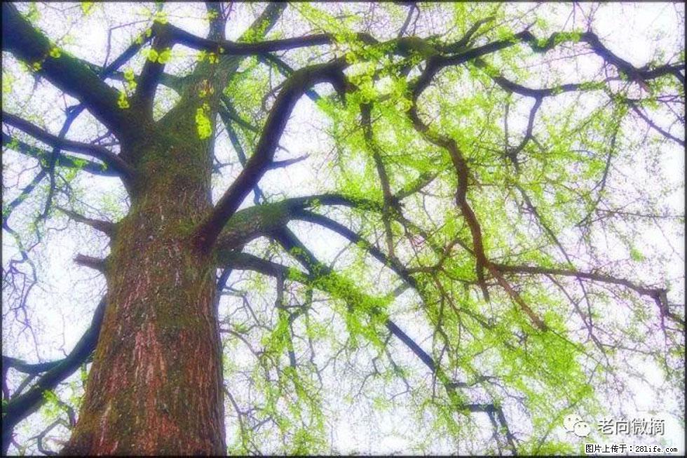 【春天,广西桂林灌阳县向您发出邀请!】在小龙村与春天约会 - 游山玩水 - 铜陵生活社区 - 铜陵28生活网 tongling.28life.com