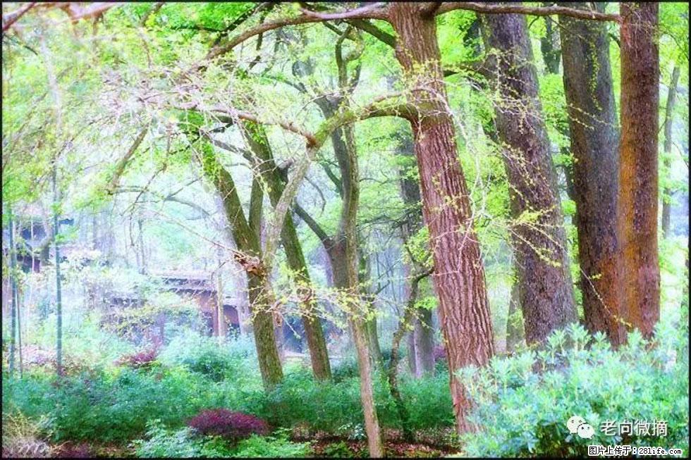 【春天,广西桂林灌阳县向您发出邀请!】在小龙村与春天约会 - 游山玩水 - 铜陵生活社区 - 铜陵28生活网 tongling.28life.com