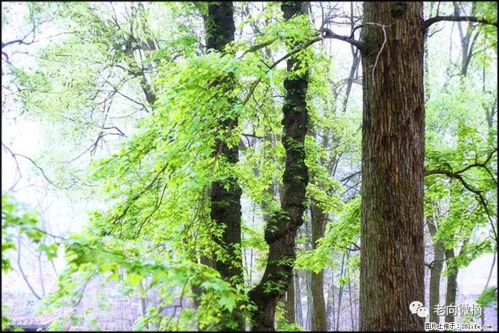 【春天,广西桂林灌阳县向您发出邀请!】在小龙村与春天约会 - 游山玩水 - 铜陵生活社区 - 铜陵28生活网 tongling.28life.com