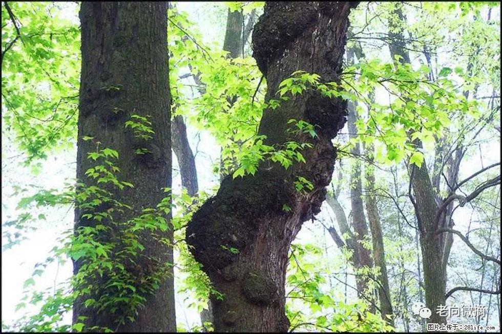 【春天,广西桂林灌阳县向您发出邀请!】在小龙村与春天约会 - 游山玩水 - 铜陵生活社区 - 铜陵28生活网 tongling.28life.com