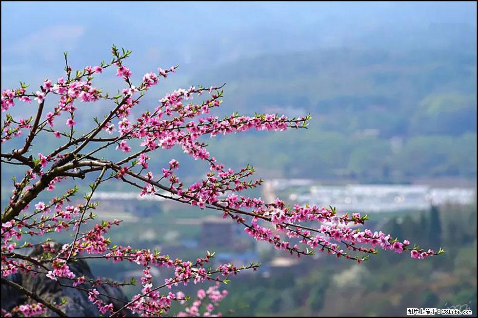 【春天,广西桂林灌阳县向您发出邀请!】望月岭上桃花开 - 游山玩水 - 铜陵生活社区 - 铜陵28生活网 tongling.28life.com