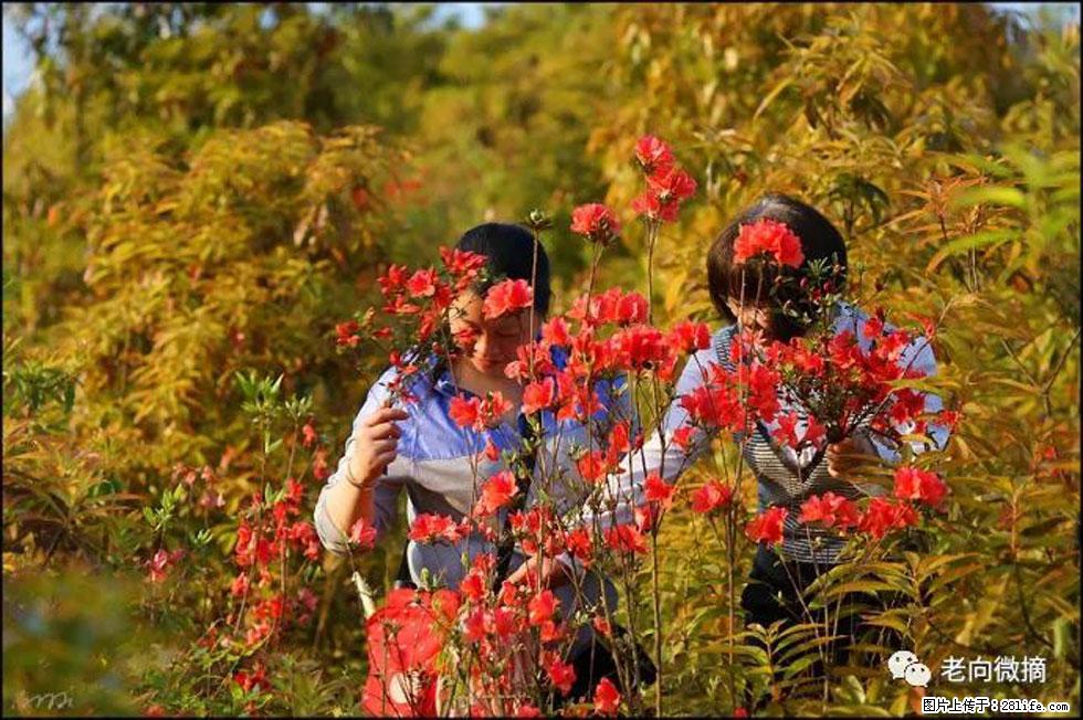 【春天，广西桂林灌阳县向您发出邀请！】登麒麟山，相约映山红 - 游山玩水 - 铜陵生活社区 - 铜陵28生活网 tongling.28life.com