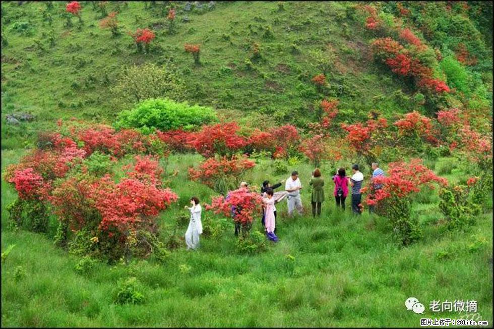 【春天,广西桂林灌阳县向您发出邀请!】宝盖山上映山红 - 游山玩水 - 铜陵生活社区 - 铜陵28生活网 tongling.28life.com