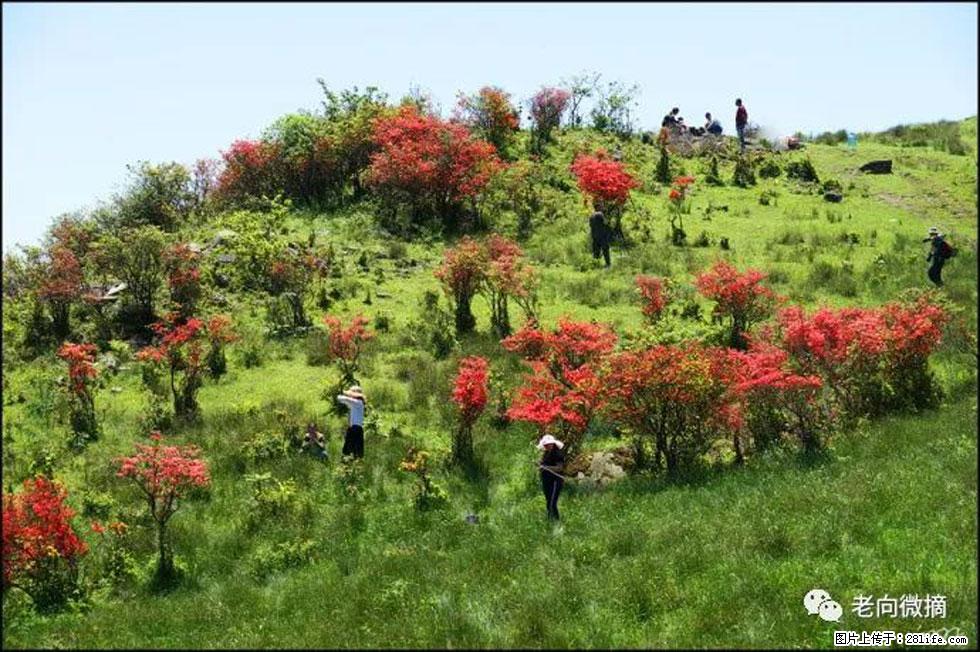 【春天,广西桂林灌阳县向您发出邀请!】宝盖山上映山红 - 游山玩水 - 铜陵生活社区 - 铜陵28生活网 tongling.28life.com