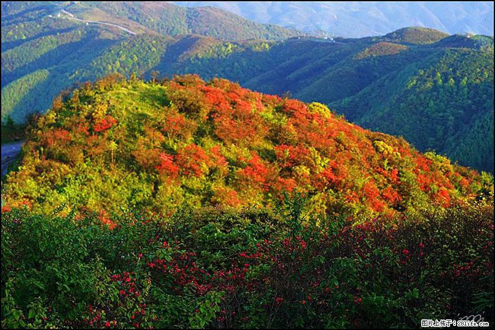 【春天,广西桂林灌阳县向您发出邀请!】春木界上映山红 - 游山玩水 - 铜陵生活社区 - 铜陵28生活网 tongling.28life.com