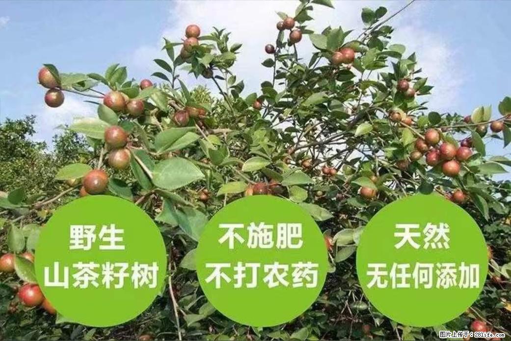 【灌阳县油茶产业示范区】一个有着充实的精神生活的人,对待身外之物自会有一种淡泊的态度 - 土特产 - 饮食特产 - 铜陵分类信息 - 铜陵28生活网 tongling.28life.com