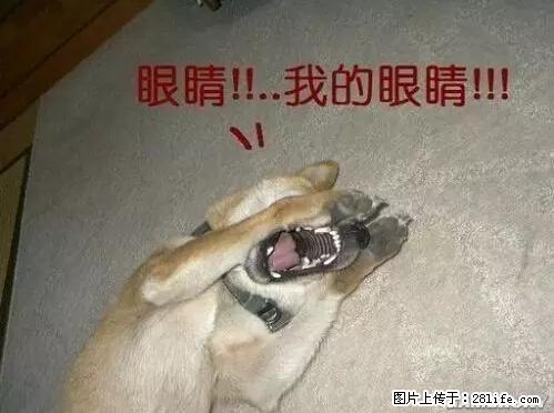 笑癫了！一女的怀孕三年未生，他终于忍不住了... - 娱乐八卦 - 铜陵生活社区 - 铜陵28生活网 tongling.28life.com