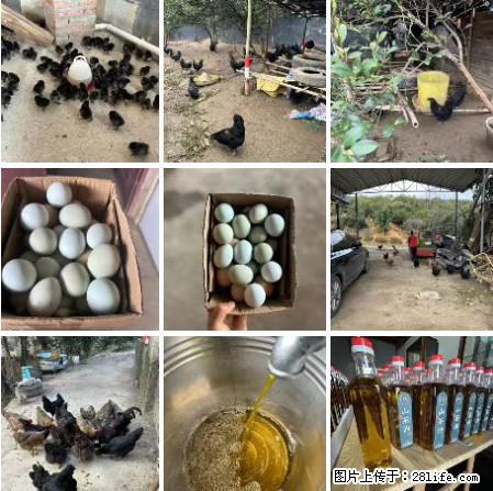 油茶园从小鸡仔开始养起的纯土鸡、土鸡蛋可以预定啦!还有前几天刚榨的纯山茶油哦 - 土特产 - 饮食特产 - 铜陵分类信息 - 铜陵28生活网 tongling.28life.com