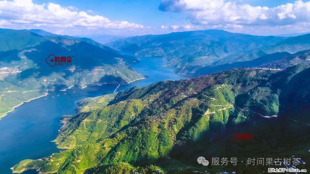 时间果百年古树龙珠普洱生茶 - 购物交流 - 铜陵生活社区 - 铜陵28生活网 tongling.28life.com