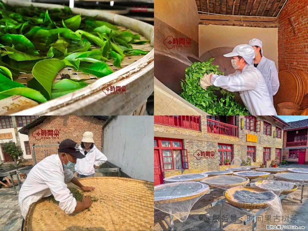 时间果百年古树龙珠普洱生茶 - 购物交流 - 铜陵生活社区 - 铜陵28生活网 tongling.28life.com