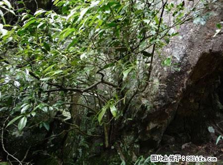 平乐石崖茶,珍贵仅次于金花茶 - 铜陵生活资讯 - 铜陵28生活网 tongling.28life.com