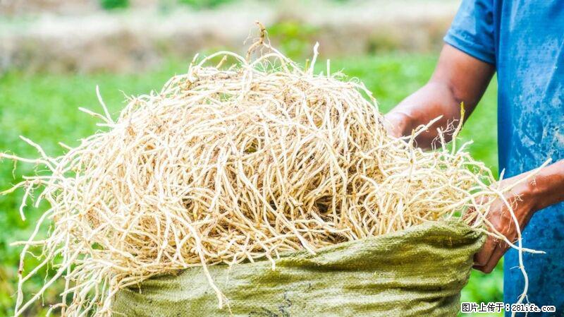 堪称“最难吃”的蔬菜,却是 “抗辐射神器”,还能护肺、清热、止咳化痰! - 铜陵生活资讯 - 铜陵28生活网 tongling.28life.com