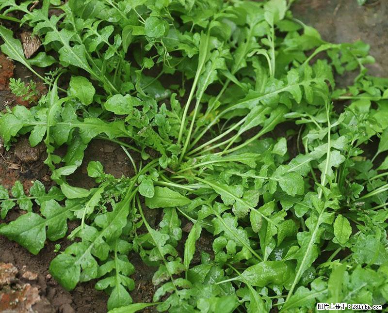 这些蔬菜是“天然钙片”，这6种被医生重点推荐 - 铜陵生活资讯 - 铜陵28生活网 tongling.28life.com