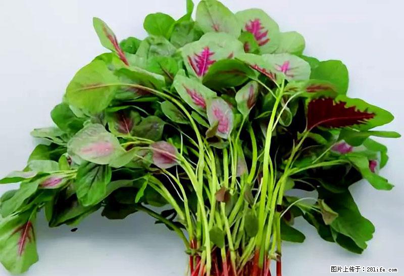 这些蔬菜是“天然钙片”，这6种被医生重点推荐 - 铜陵生活资讯 - 铜陵28生活网 tongling.28life.com