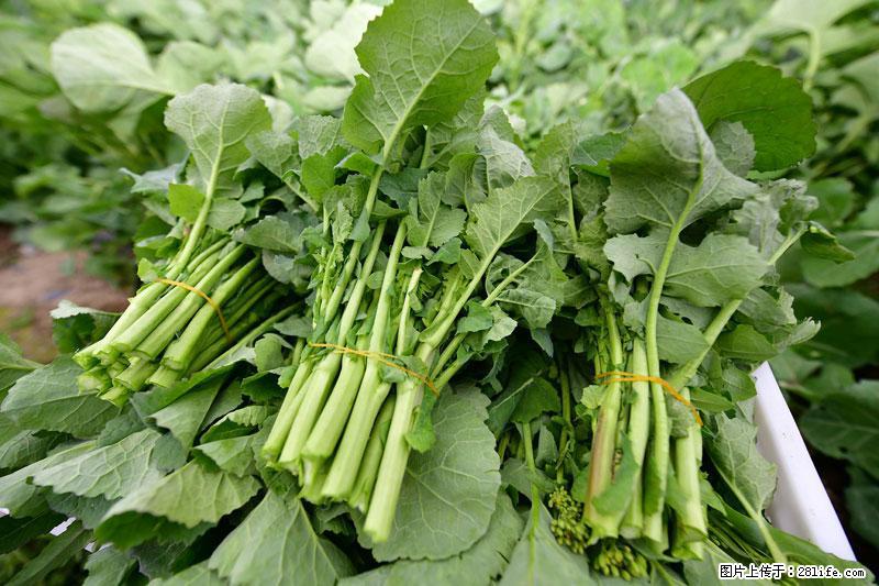 这些蔬菜是“天然钙片”，这6种被医生重点推荐 - 铜陵生活资讯 - 铜陵28生活网 tongling.28life.com